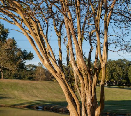 crape myrtle