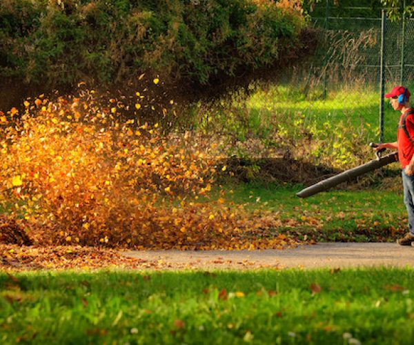 leaf and yard clean up
